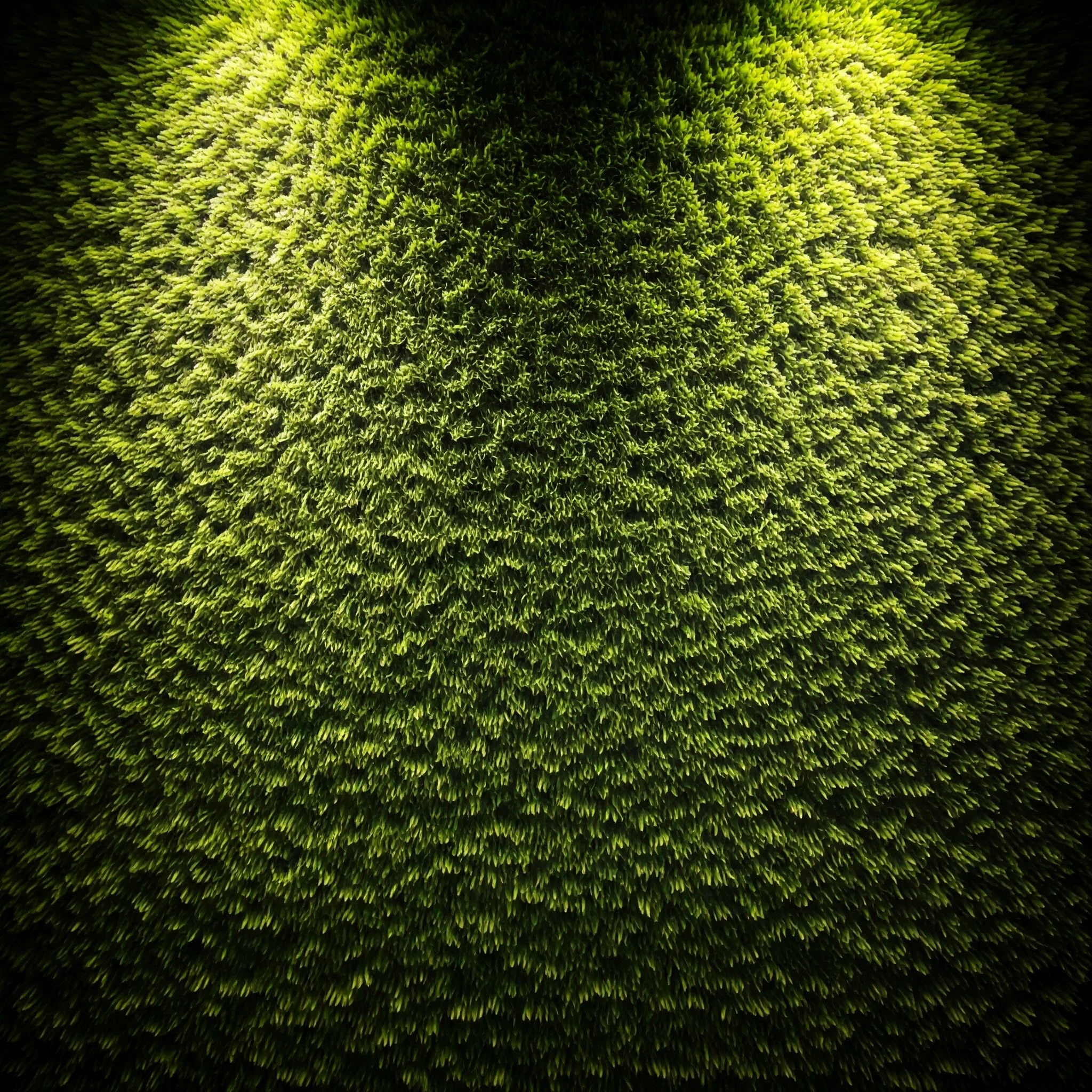 Artificial grass installed on an indoor feature wall